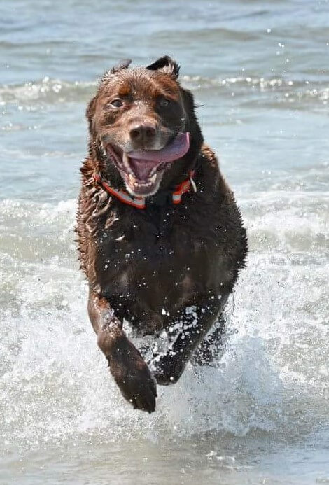 Photo of dog playing in water.